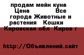 продам мейн куна › Цена ­ 15 000 - Все города Животные и растения » Кошки   . Кировская обл.,Киров г.